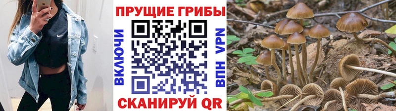Купить  Белая Холуница  Псилоцибиновые грибы Cubensis 